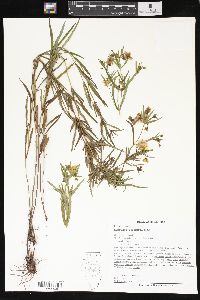 Lysimachia quadriflora image