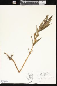 Lysimachia thyrsiflora image