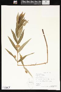 Lysimachia thyrsiflora image