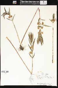 Lysimachia thyrsiflora image