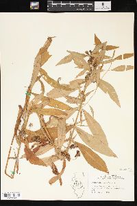 Lysimachia thyrsiflora image