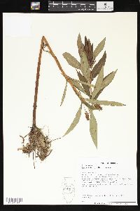 Lysimachia thyrsiflora image