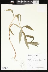 Lysimachia thyrsiflora image