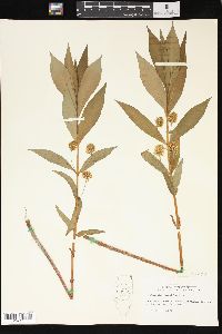 Lysimachia thyrsiflora image