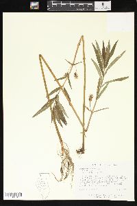 Lysimachia thyrsiflora image