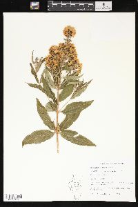 Lysimachia vulgaris image