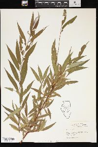 Salix alba image