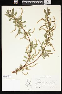 Salix alba image