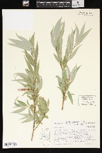 Salix alba image