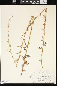 Salix alba image