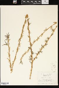 Salix alba image