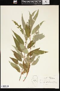 Salix amygdaloides image