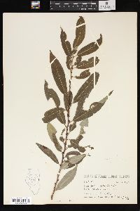 Salix amygdaloides image