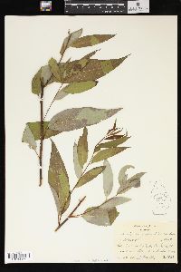 Salix amygdaloides image