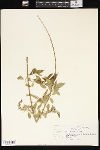 Salix amygdaloides image