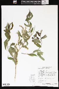 Salix amygdaloides image