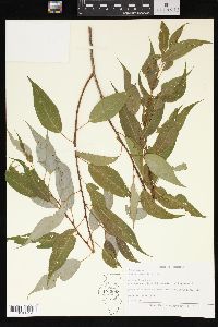 Salix amygdaloides image