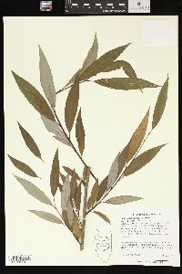 Salix amygdaloides image