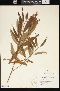 Salix amygdaloides image