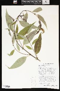 Salix amygdaloides image