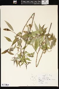 Salix amygdaloides image