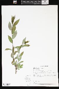 Salix amygdaloides image