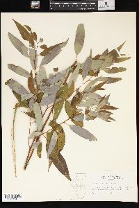 Salix amygdaloides image