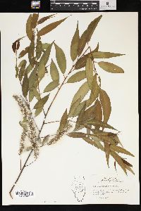 Salix amygdaloides image