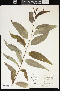 Salix amygdaloides image