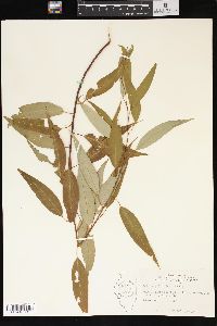 Salix amygdaloides image