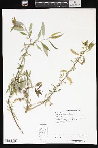 Salix amygdaloides image