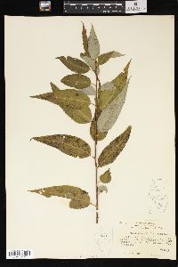 Salix amygdaloides image