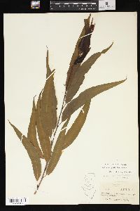 Salix amygdaloides image