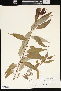 Salix amygdaloides image