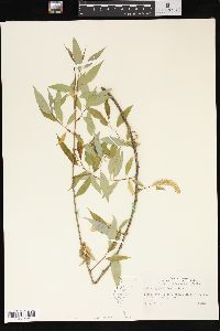 Salix amygdaloides image