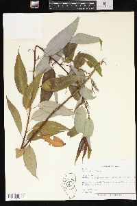 Salix amygdaloides image