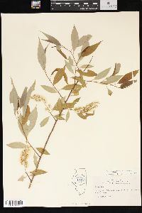 Salix amygdaloides image