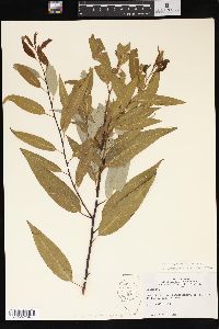 Salix amygdaloides image