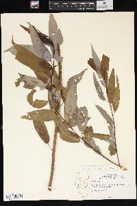 Salix amygdaloides image