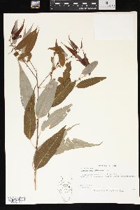 Salix amygdaloides image