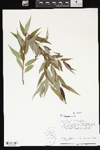 Salix amygdaloides image