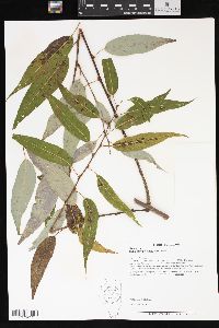 Salix amygdaloides image