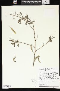 Salix amygdaloides image