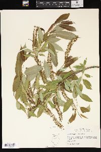 Salix amygdaloides image