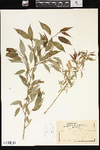 Salix amygdaloides image