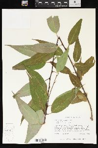 Salix amygdaloides image