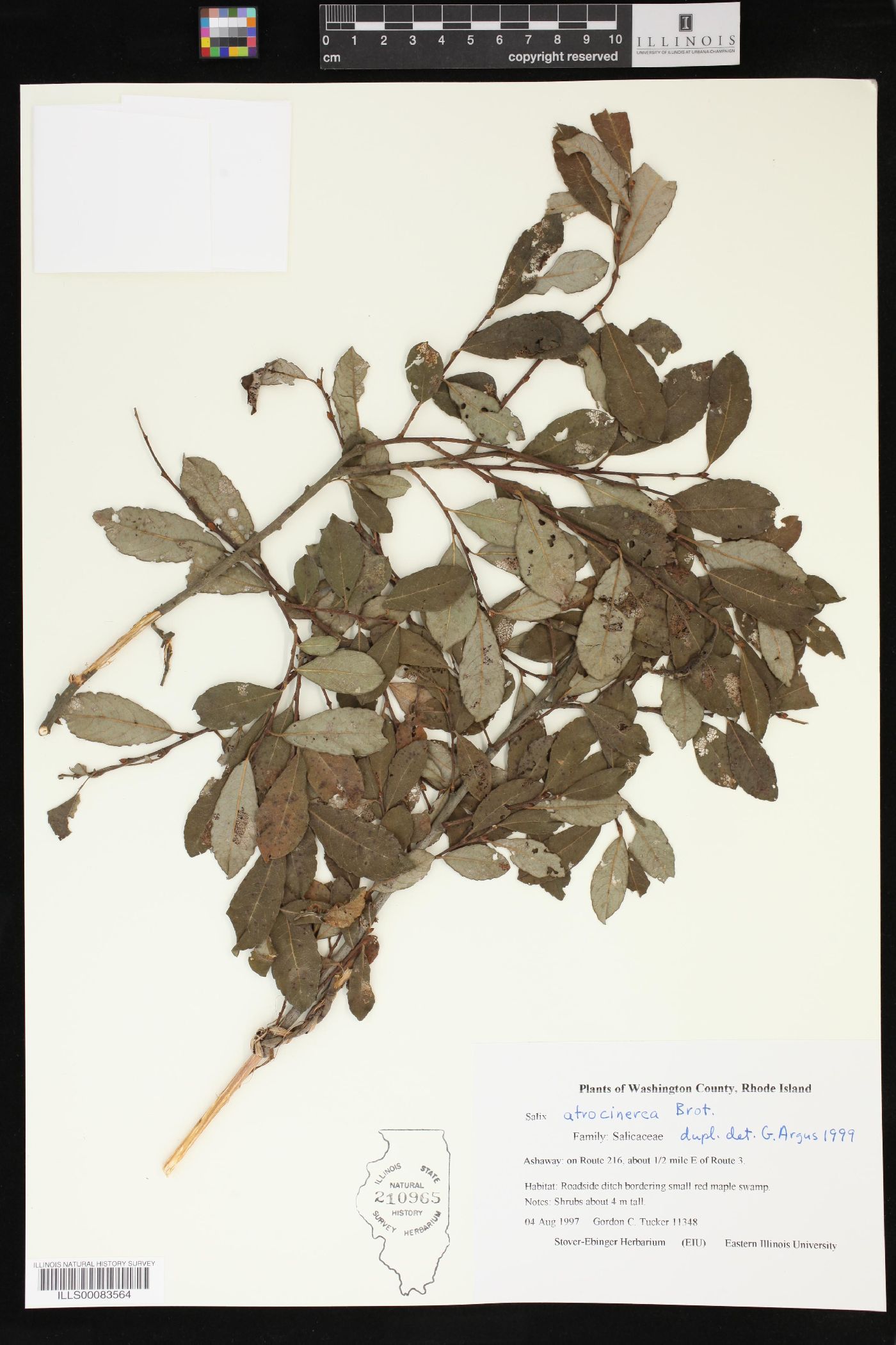 Salix atrocinerea image