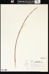 Salix x pendulina image