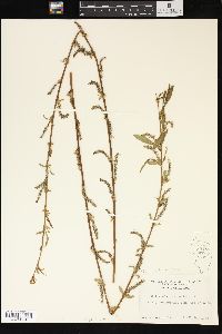 Salix x pendulina image