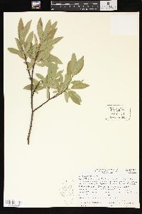 Salix boothii image